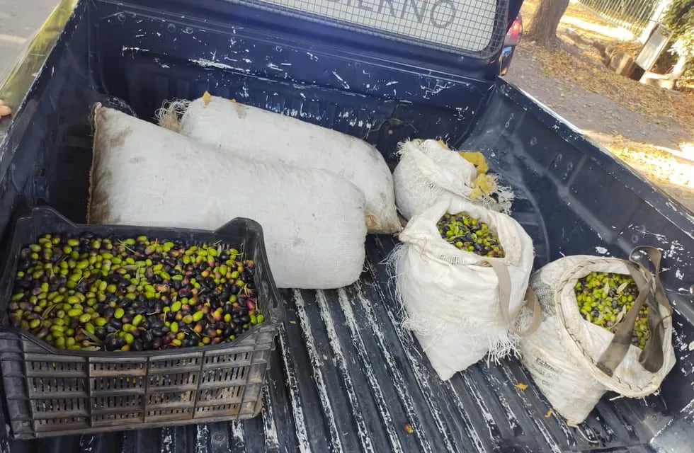 Fincas, asediadas por ladrones: capturaron a tres con 120 kilos de aceitunas robadas en Junín. | Foto: Ministerio de Seguridad y Justicia