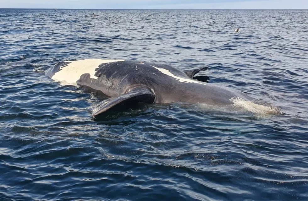 Ballenas muertas Península Valdés