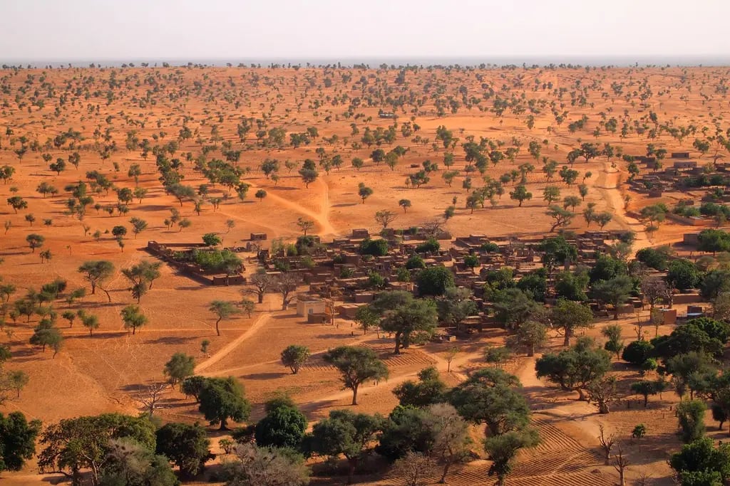 Hallaron más de 1.800 millones de árboles en el desierto de Sahara