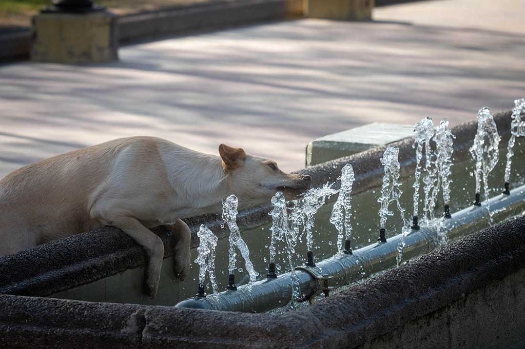 Las mascotas sufren y están expuestas a los riesgos de los golpes de calor. Cómo estar alertas y algunos consejos. Foto: Ignacio Blanco / Los Andes