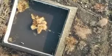 Atrapado. Enviarán agua y comida al animal cercado por la lava (Captura de video)