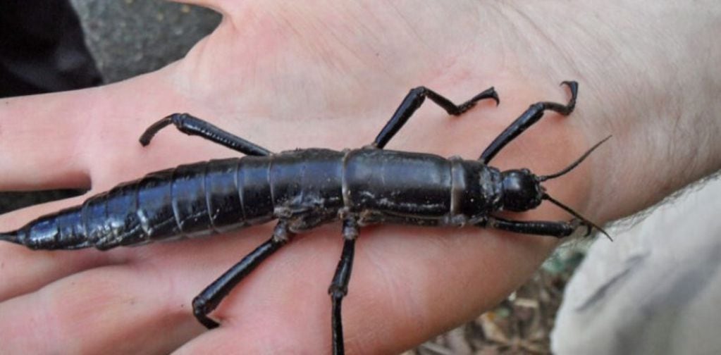 El insecto tiene el tamaño de una mano.
