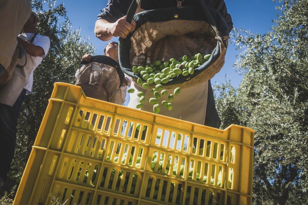 Mendoza Activa III incluye una amplia variedad de líneas orientadas al sector agropecuario mendocino. Foto: Ignacio Blanco / Los Andes