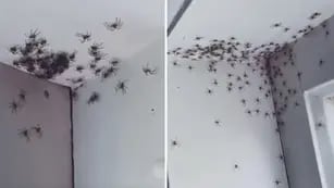 Arañas en una habitación de Sidney