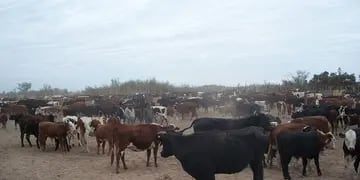 Vacas Ganaderia