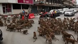 Pandillas de monos en Tailandia
