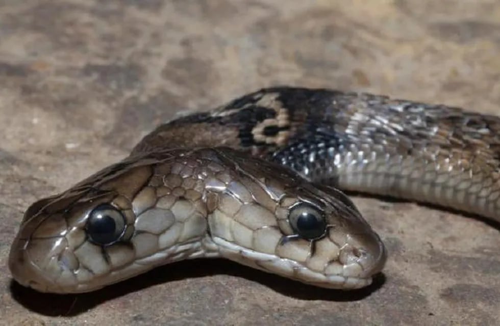 Un grupo de cazadores descubrió una cobra con dos cabezas en la ciudad de Dehradun.