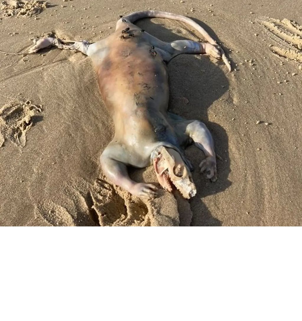 Una extraña criatura con apariencia extraterrestre fue encontrada por Alex Tan en las costas de Australia.