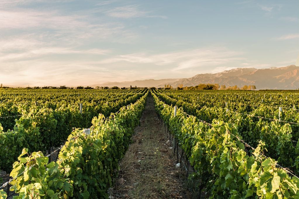 Las bodegas posee viñedos en Luján de Cuyo y Valle de Uco. - Gentileza