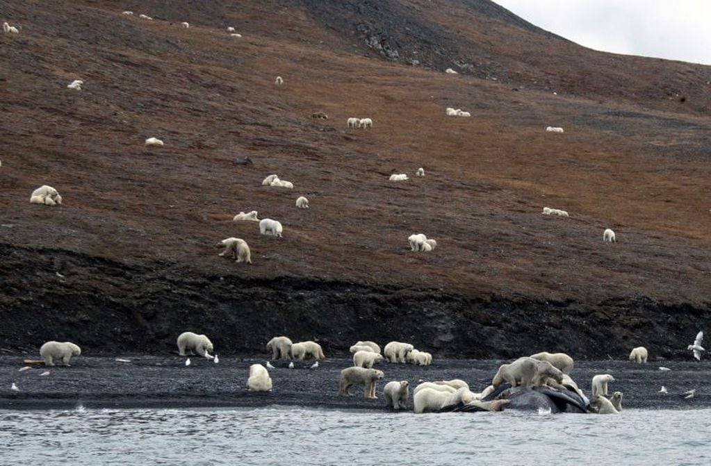 Los animales del ártico no encuentran comida ni refugio en su hábitat por el derretimiento que produce el calentamiento global. (AFP)