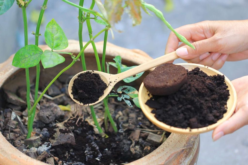 Café como fertilizante para plantas