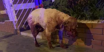 Perro maltratado por su dueño en Villa Ballester, Buenos Aires