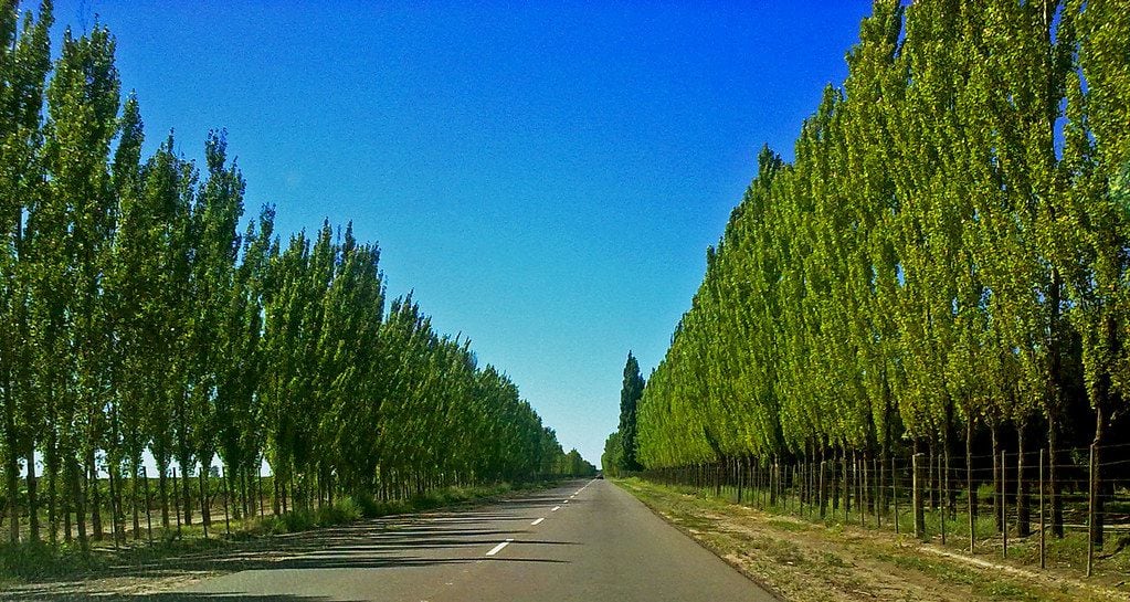 Álamos. En Mendoza forman parte del paisaje agrícola como defensa de las explotaciones de frutales y de vid.