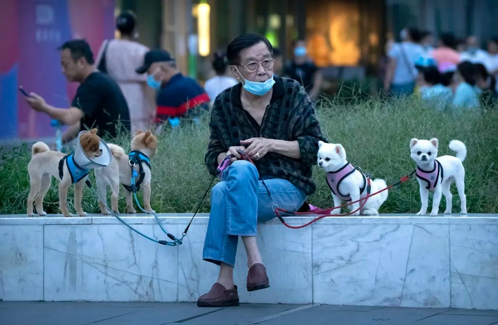 Sacrifican mascotas de personas infectadas en Shanghai / Archivo