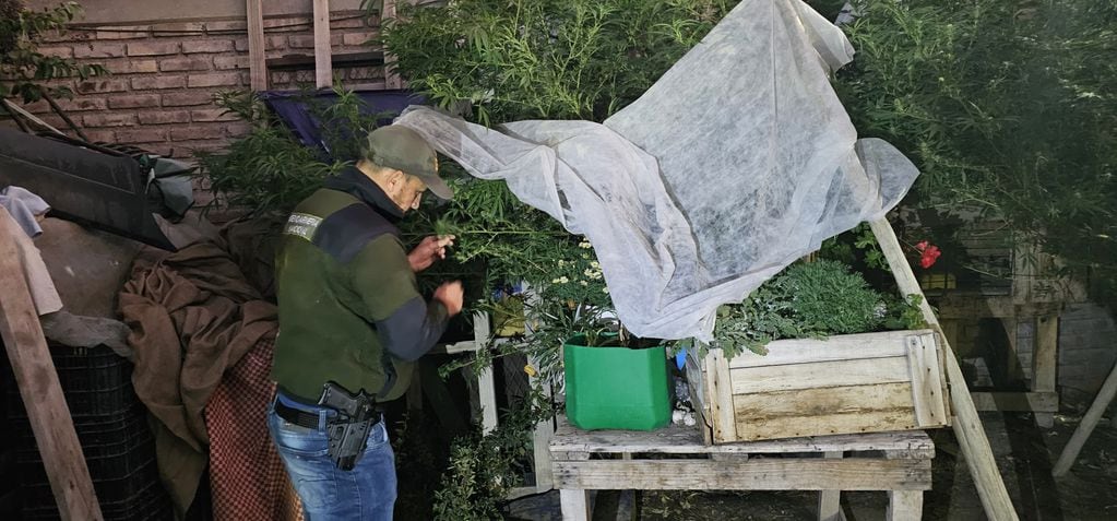Gendarmía encontró marihuana durante lel procedimiento por trata de personas