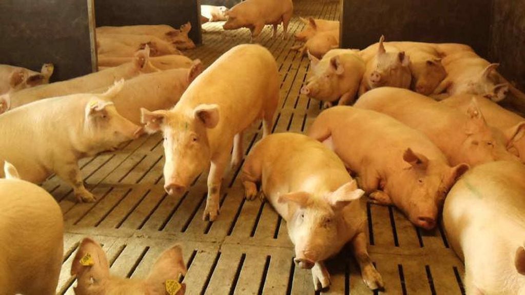 La peste porcina africana no es transmisible a los humanos ni afecta a los productos alimenticios (Archivo)