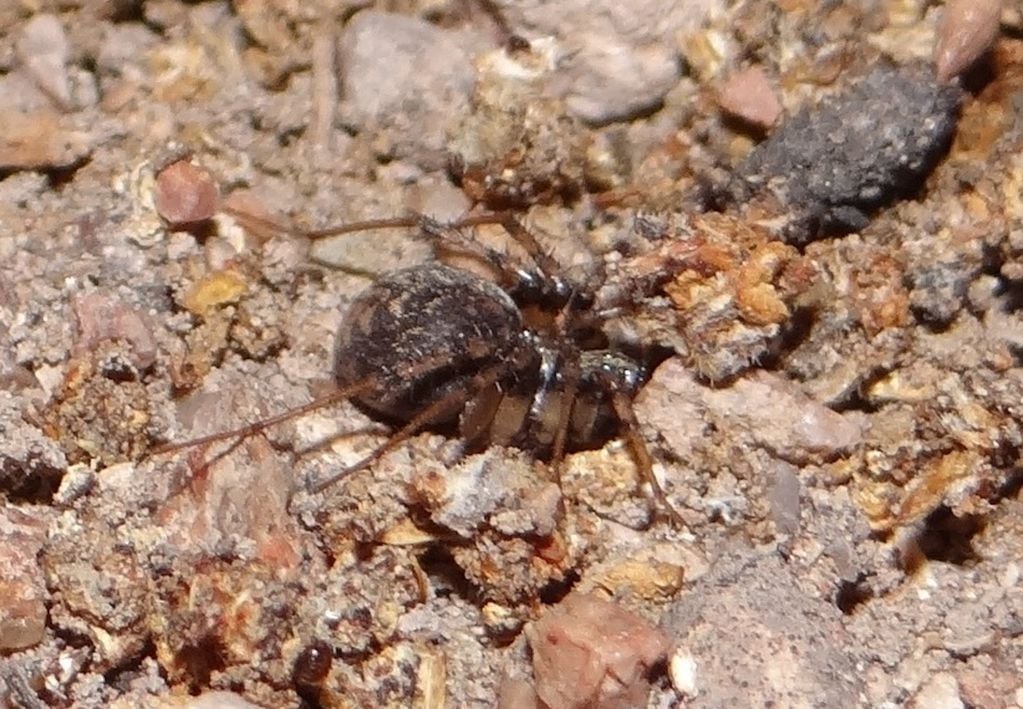 Arañita Leprolochus birabeni, que suele encontrarse en los viñedos mendocinas; oficia de control biológico porque se alimenta de hormigas cortadoras de hojas.