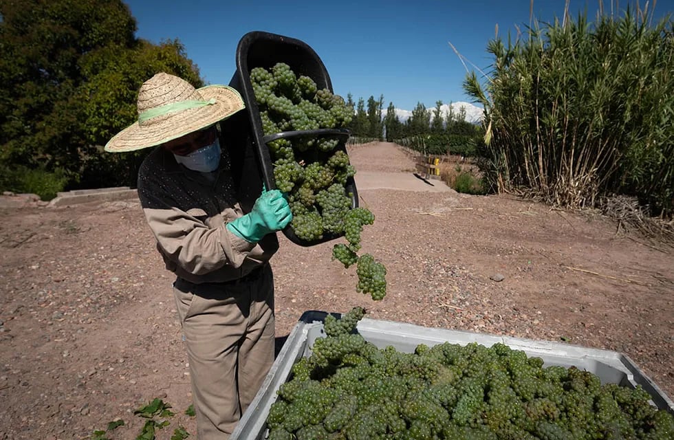 La vitivinicultura tuvo buenas exportaciones en 2021.
Foto: Ignacio Blanco / Los Andes