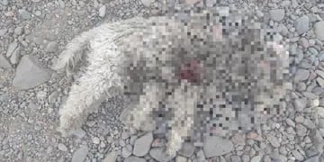 Perro muerto en Tupungado