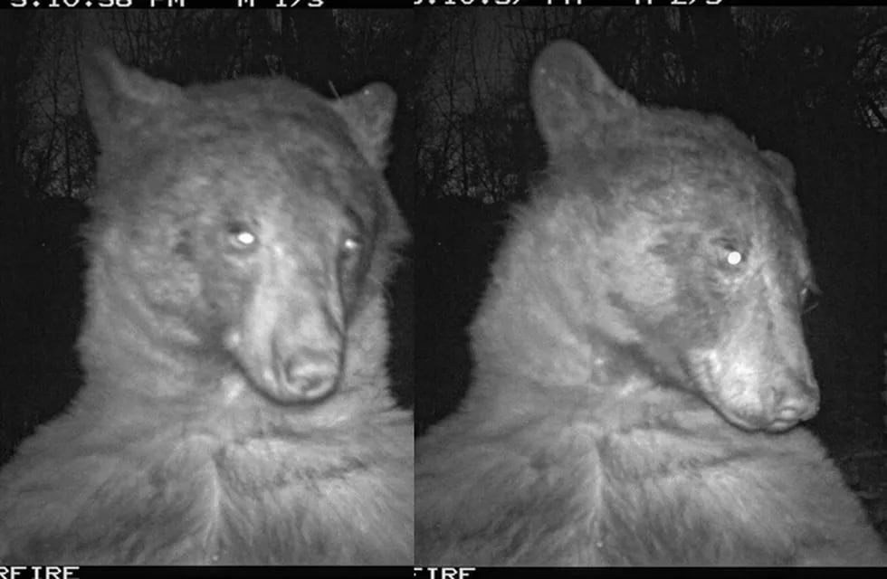 Luego de que la cuenta de Twitter mostrara cuatro selfies del animal, una usuaria (a modo de chiste) se quejó: "nos deben 396 selfies de osos". Foto: @boulderosmp / Twitter.
