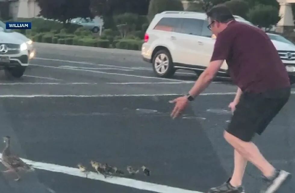 Un hombre murió tras ayudar a una familia de patos a cruzar la calle en Estados Unidos. Foto: captura Telemundo.