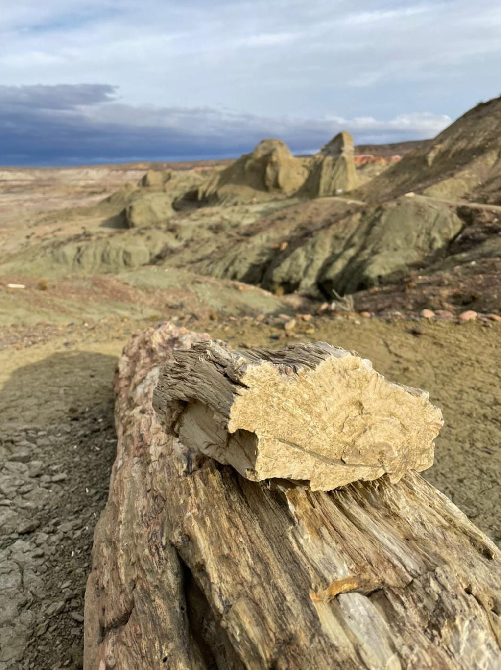 A lo largo del sendero es posible encontrar los troncos petrificados en el medio del camino. - Los Andes