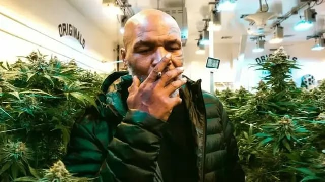  Mike Tayson, rodeado de plantas de cannabis.
