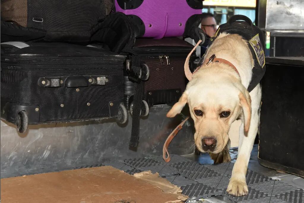 Ya son 15 los canes detectores de droga en Mendoza. | Foto: Los Andes
