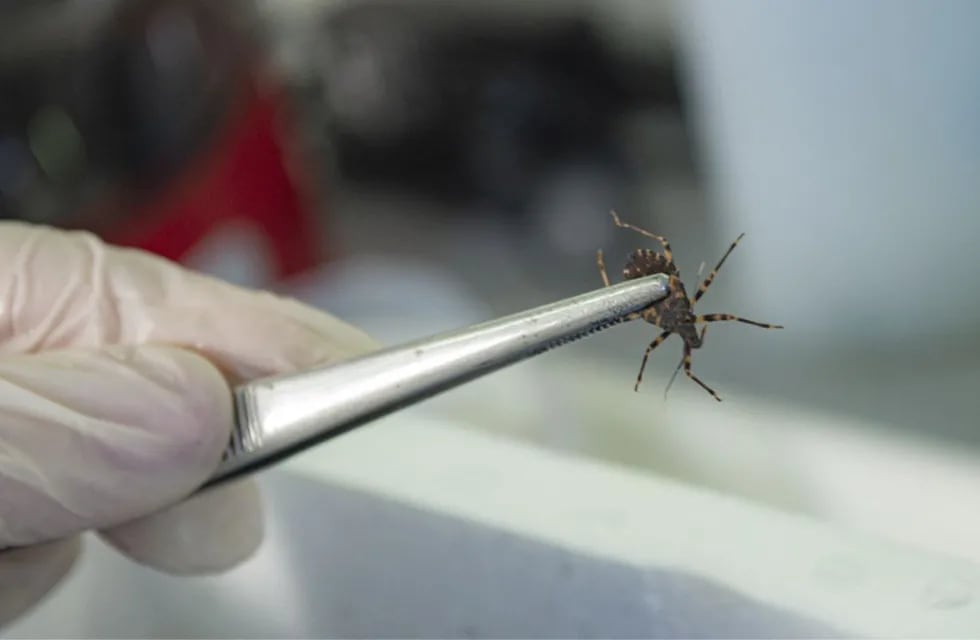 Investigadores detectaron que las vinchucas resistentes a insecticidas tienen menor supervivencia y reproducción. Foto: Conicet.