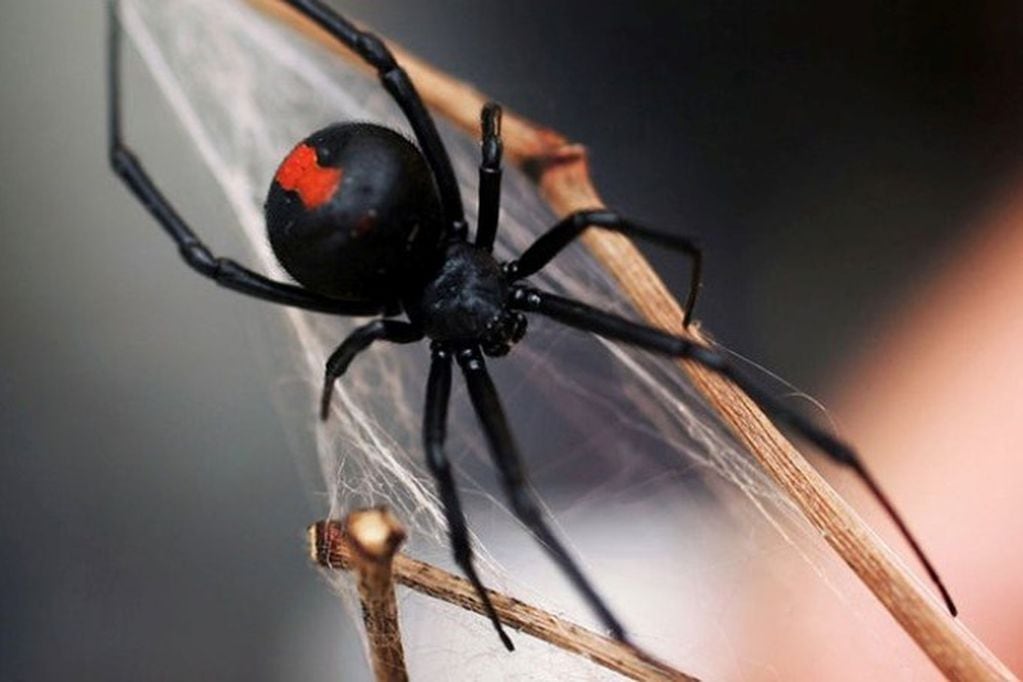 La Viuda Negra es una de las arañas más venenosas del mudo y en Mendoza es muy frecuente encontrarlas.