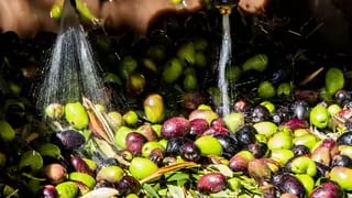 Olivicultura en Maipú