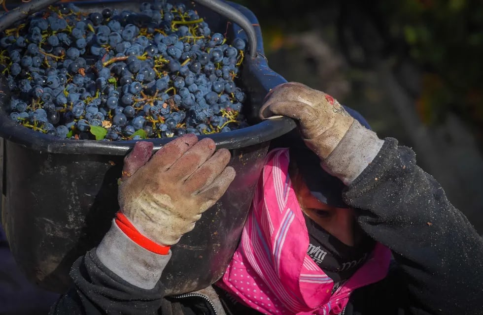 Viñateros aseguran que los precios de la uva no alcanzan ni para cubrir los costos.