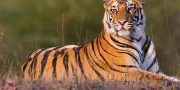 Una organización ambientalista reveló que hay un 40% más de tigres salvajes de lo que se pensaba
