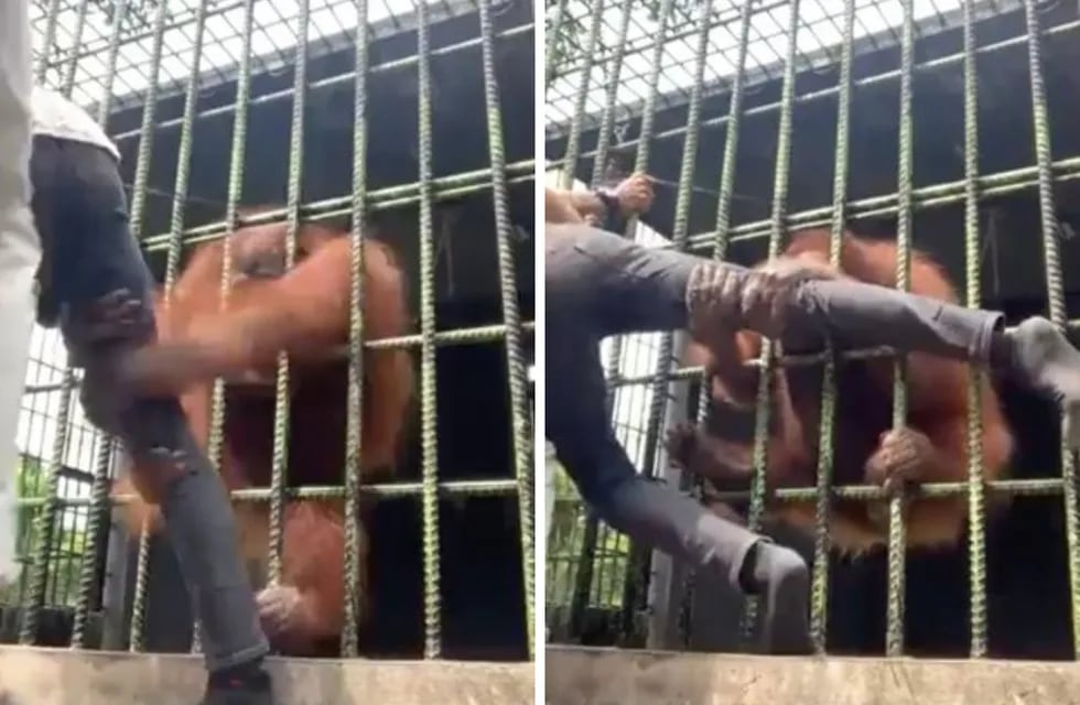Un orangután atrapó a un turista que se acercó demasiado a la jaula donde estaba encerrado. Instagram