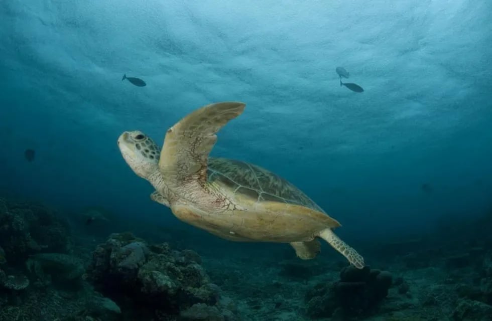 asesinaron a puñaladas a decenas de tortugas marinas. (DPA)