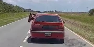 Video: “Sólo en Cordoba”, se sorprenden al ver como pasean a un caballo en auto