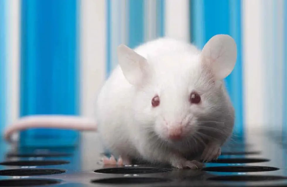 El ratón no es un aumentativo de rata, sino que es un animal pequeño.