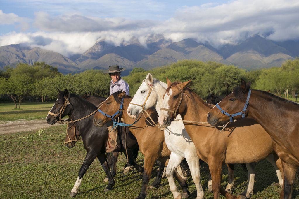 Se confirmó que la encefalomielitis equina está en Mendoza: dieron positivo las muestras de dos caballos fallecidos


