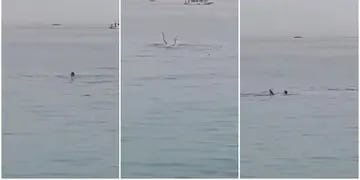 Turista ruso fue devorado por tiburón en una playa de Egipto