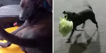 Video: un perro trabaja de recolector de basura y enterneció a miles de usuarios