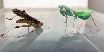 Mantis vs. langosta / Captura
