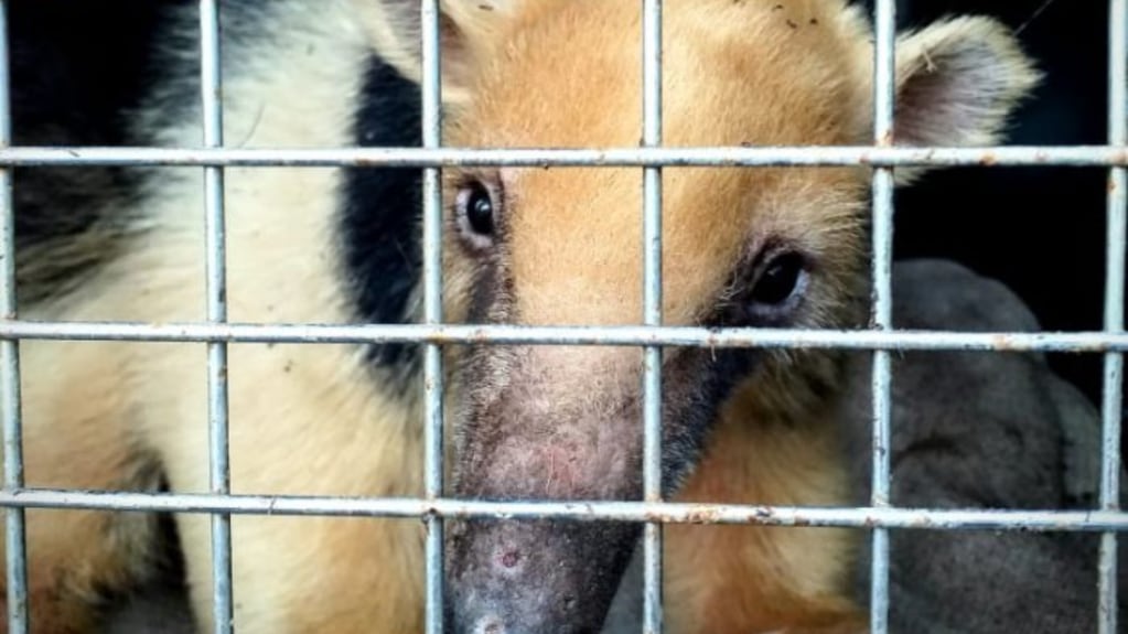 Fotos y video: el oso rescatado en Santa Rosa ya tiene nombre, está mucho mejor y su liberación es inminente. Foto: Gentileza Dirección de Recursos Naturales.