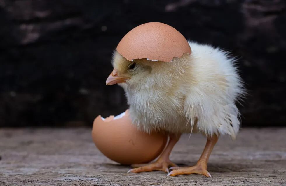 Según ChatGPT, ¿qué fue primero, el huevo o la gallina? Imagen ilustrativa / Web