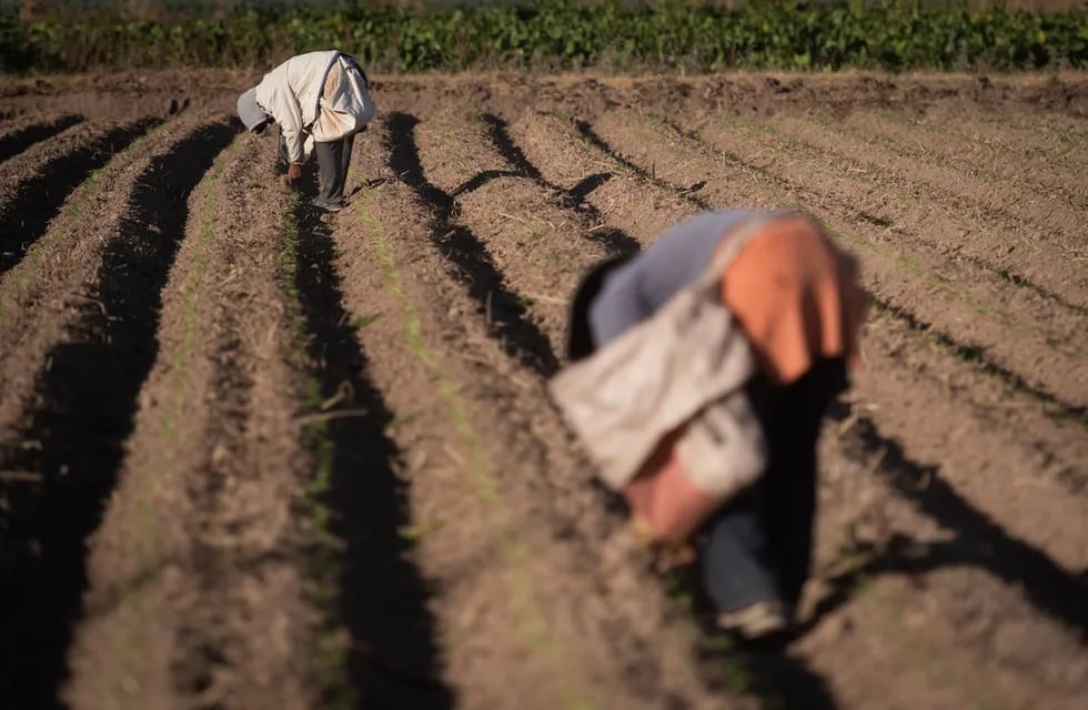 El futuro de la alimentación sigue estando en la tierra y sus cultivos. Foto: Ignacio Blanco / Los Andes
