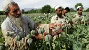 Cultivo de amapolas en Afganistán