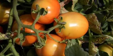 Dia de Campo de Tomate para industria