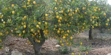 Ricardo Ranger, productor citrícola de Misiones, abandonó 80 hectáreas de limón porque no consigue cosecheros.
