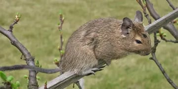 Degú - roedor chileno