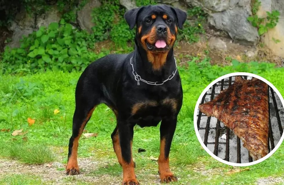 Mató a tiros a su perro Rottweiler porque se comió el matambre que tenía en la parrilla.