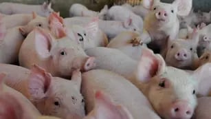 ¿Qué es la peste porcina africana y por qué el Senasa declaró la alerta sanitaria en toda Argentina?
